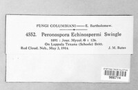 Peronospora echinospermi image
